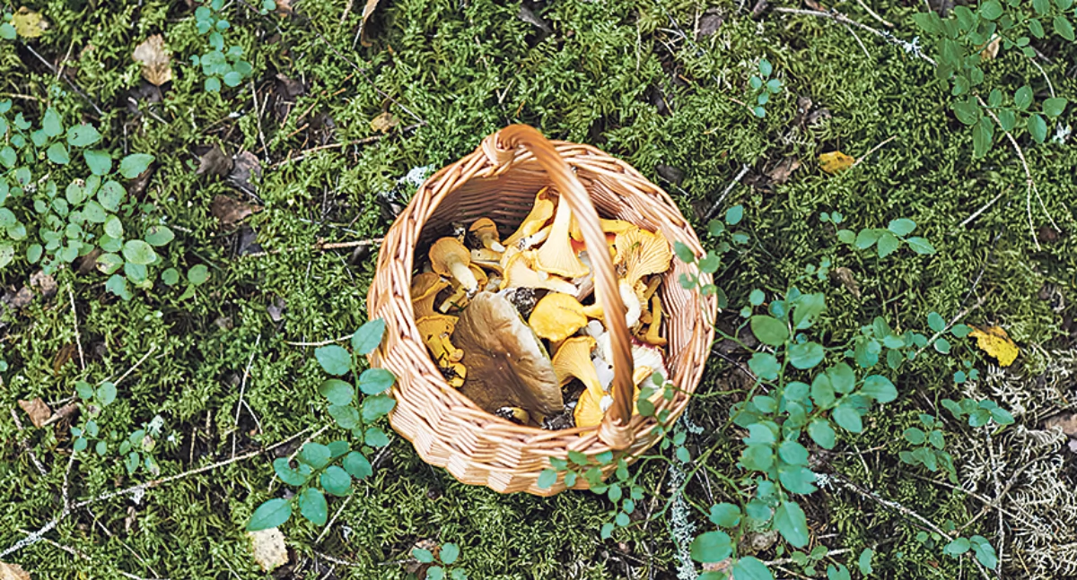 Zaginięcia, Uwaga grzybiarzy - zdjęcie, fotografia