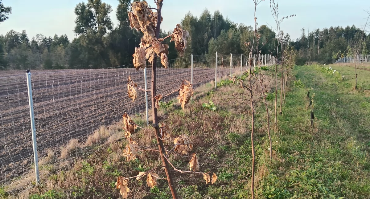Interwencje, „Drzewka niezgody” podzieliły mieszkańców - zdjęcie, fotografia