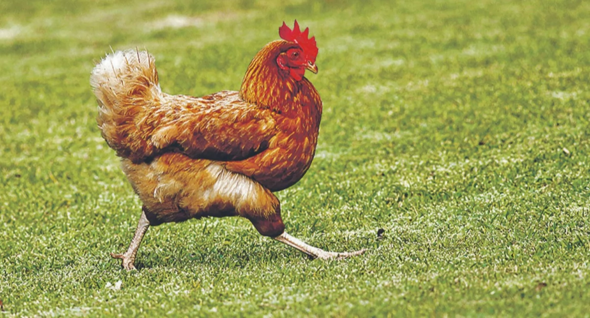 Interwencje, Protestują przeciw budowie kurników - zdjęcie, fotografia