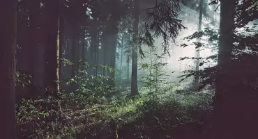 44-latek zgubił się w lesie