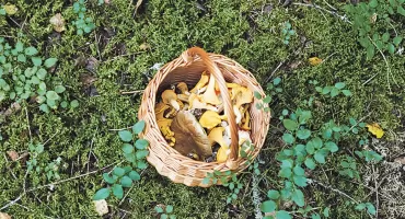 Uwaga na grzybiarzy