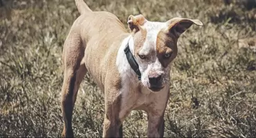 Pies pogryzł matkę i córkę? Policja zbiera dowody